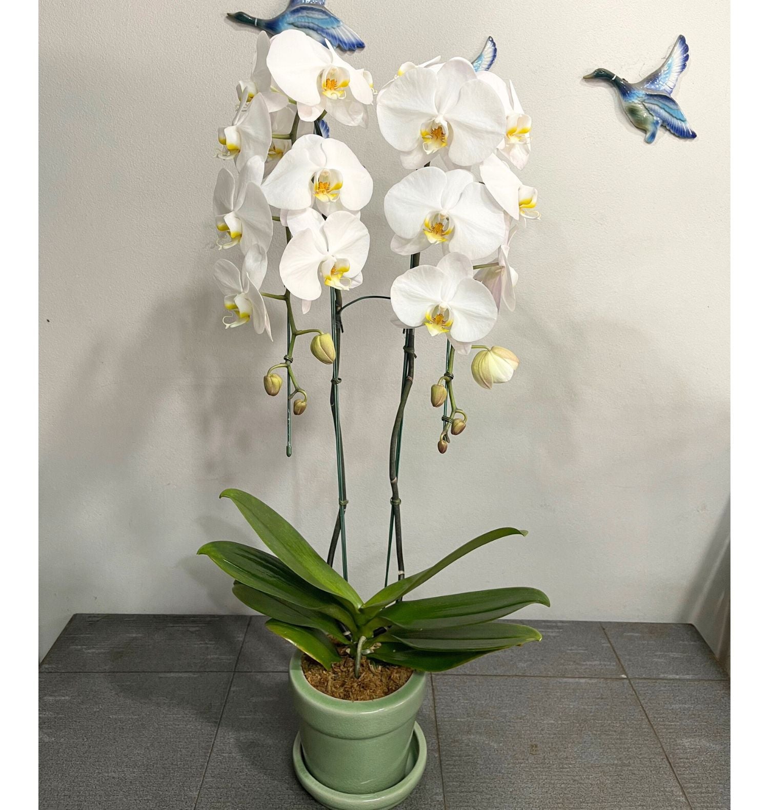 Phalaenopsis 2 branches (White) (ฟาแลนขาว 2 กิ่ง)