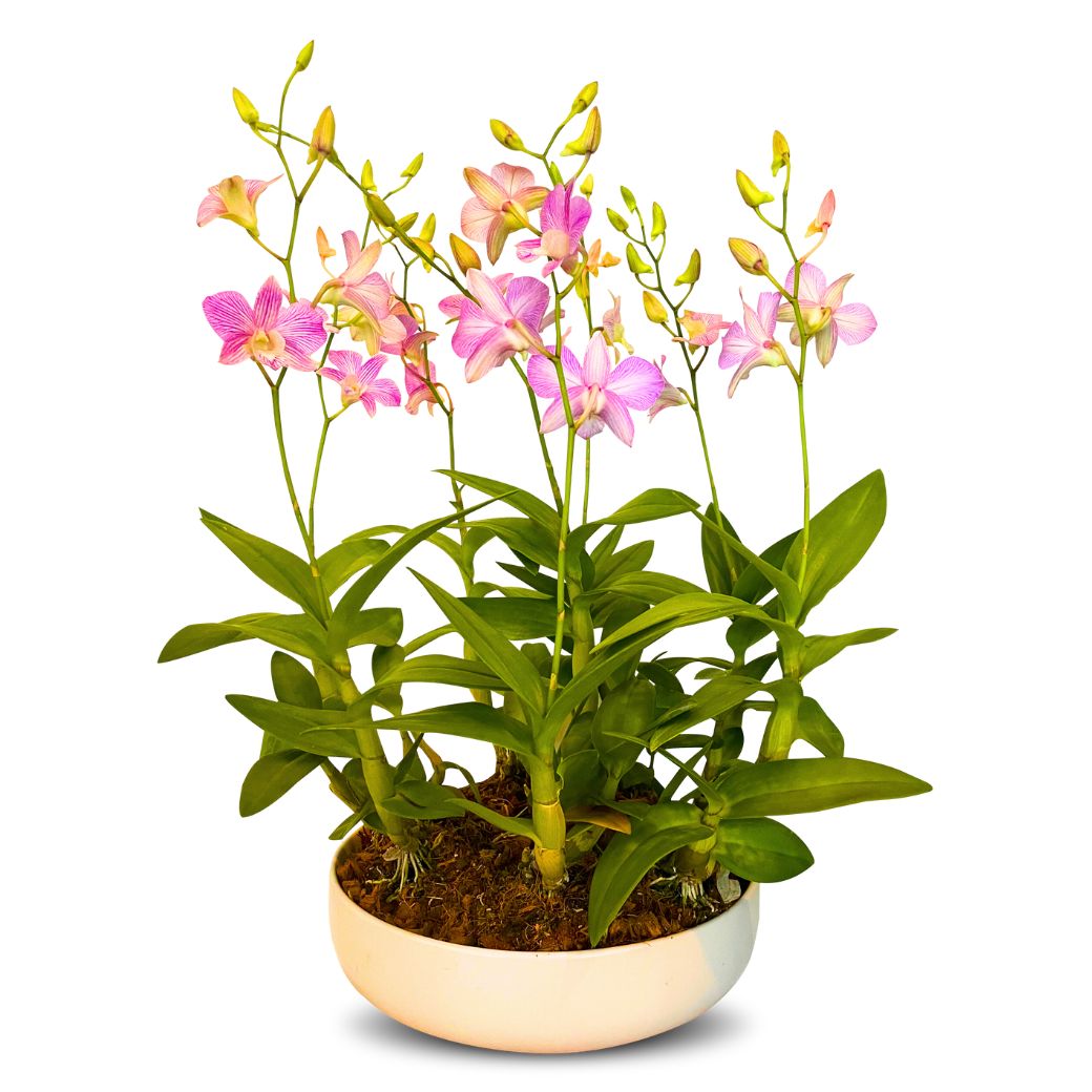 Light Purple Dendrobium (กล้วยไม้หวายม่วงอ่อน) - Phuket