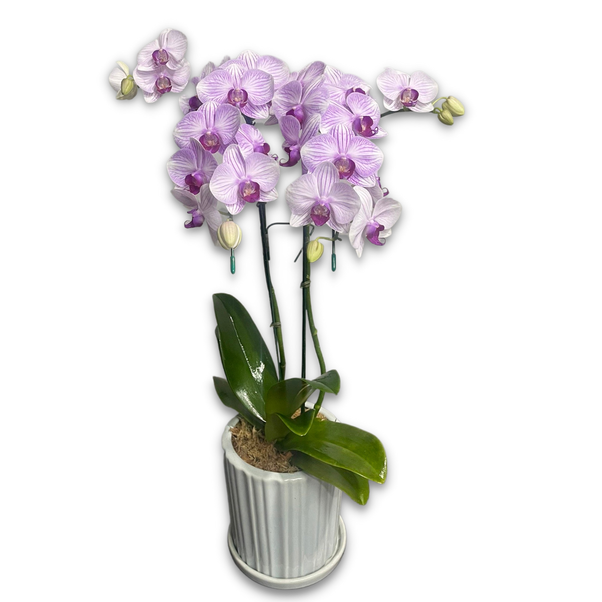 White With Purple Stripes Phalaenopsis 2 Branches (ฟาแลนม่วงอ่อน 2 กิ่ง)